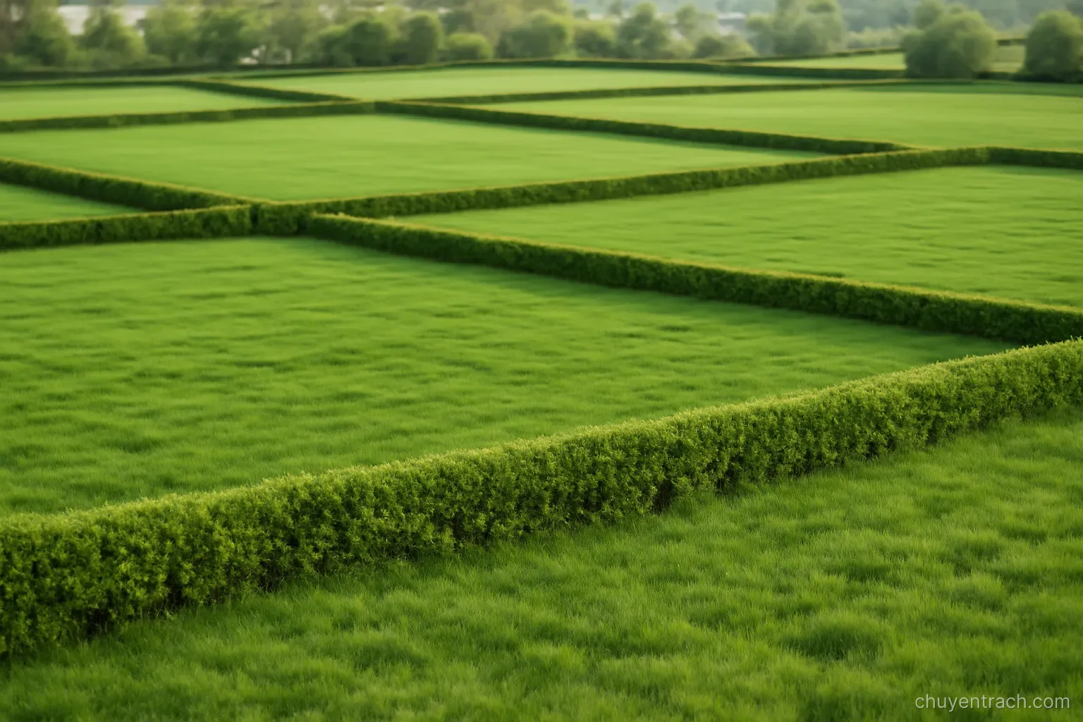 a wide green field divided by low hedges into several plots of different sizes